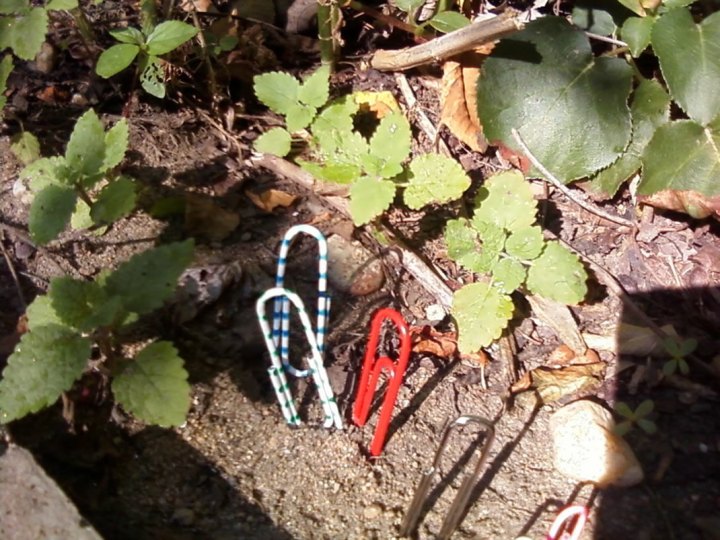 Wild paperclips living free in nature as intended.